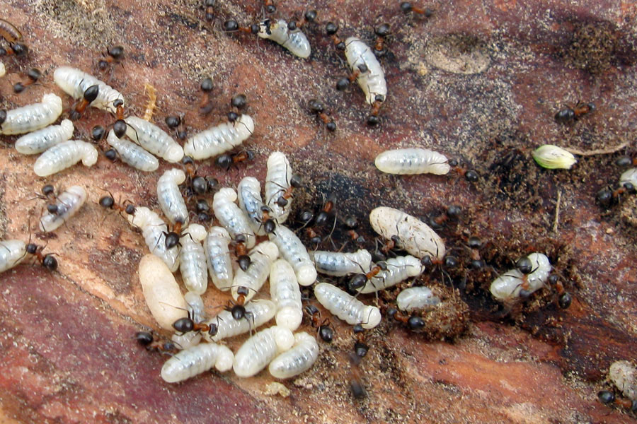 Lasius fuliginosus, Lasius cfr emarginatus, Formica gr. rufa